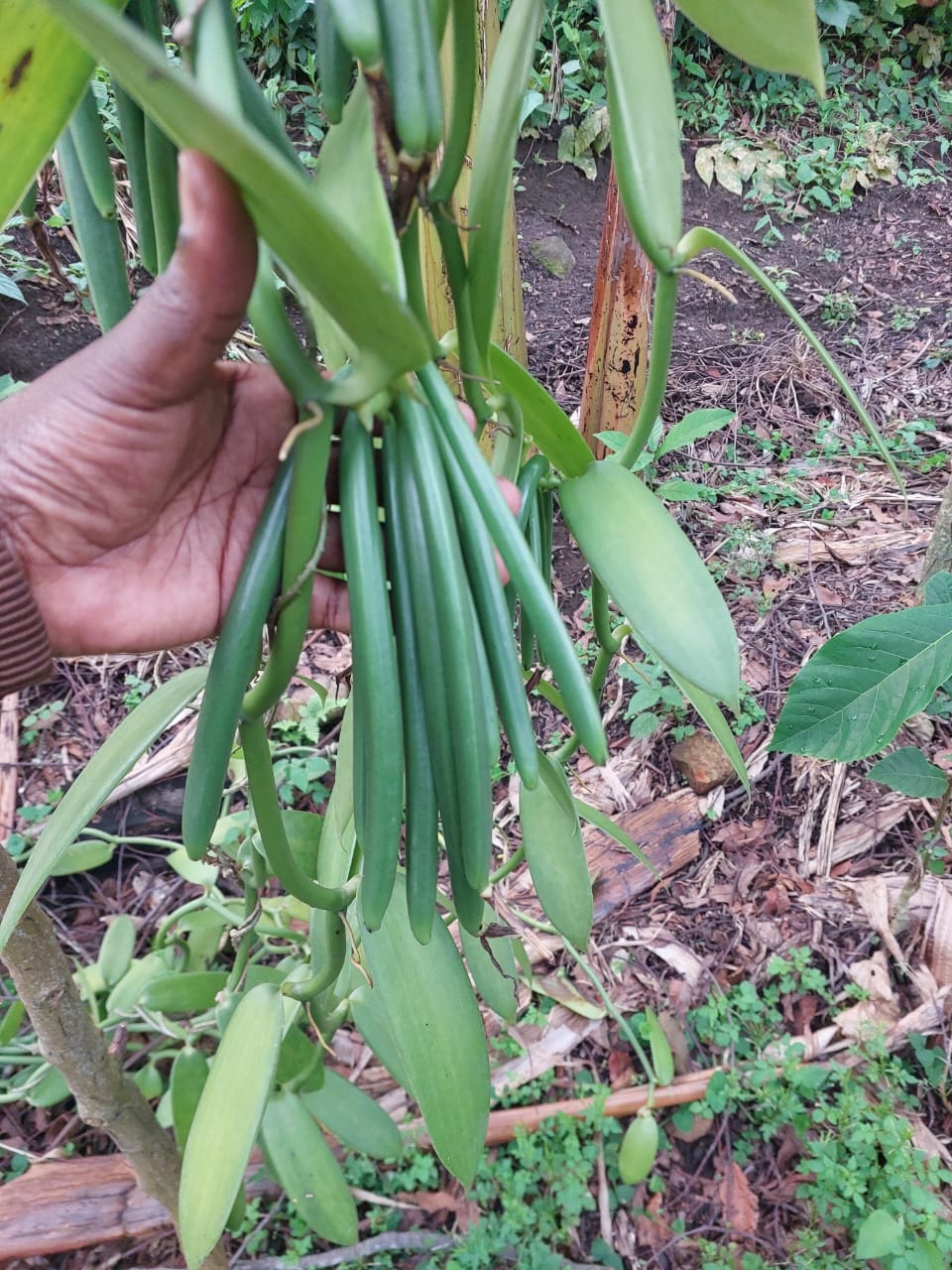 Ugandan vanilla